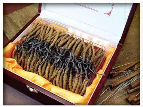 西乌珠穆沁冬虫夏草回收